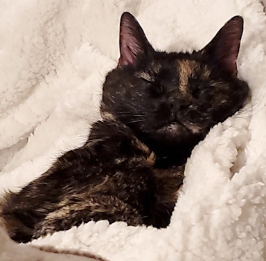 Valentina, a small tortie cat, asleep and wrapped in a white fluffy blanket